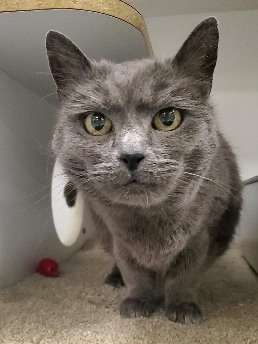 Pet Of The Week: Gracie Is Your Gal If You&#8217;re Looking For Beauty And Grace All In One Place