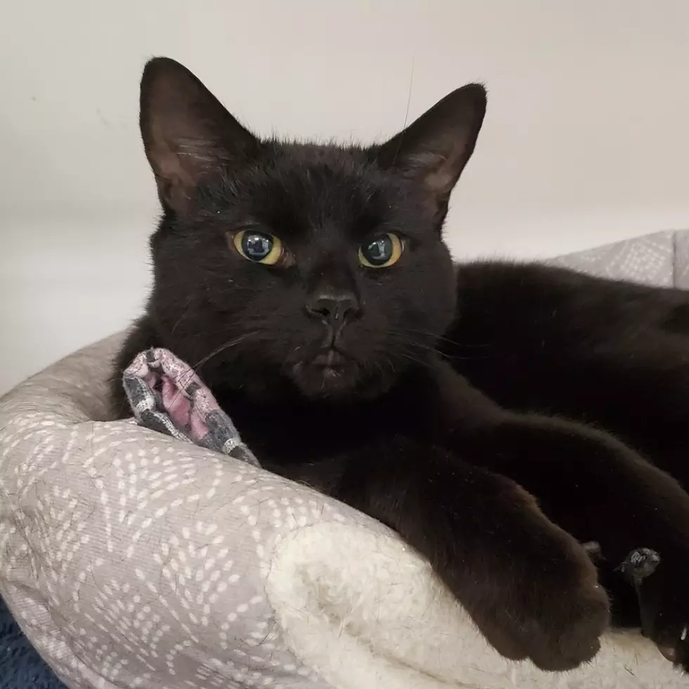 Pet Of The Week: Lovely Leonard Longs For A Lap In Which To Lounge