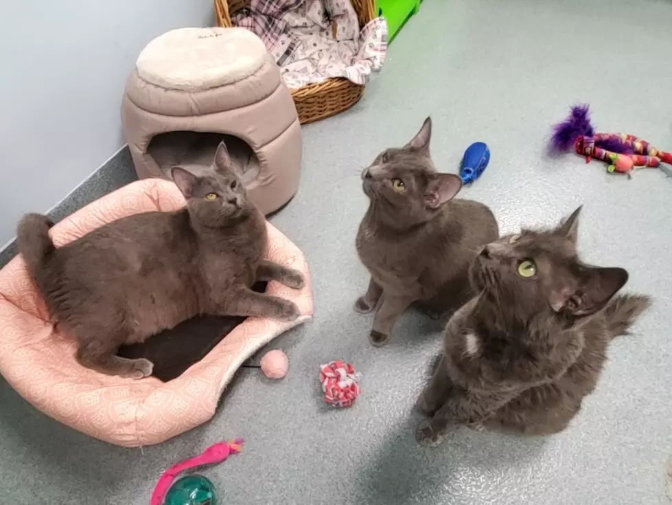 Crazy Cat Person Starter Kit: Meet The SPCA “Pets” Of The Week