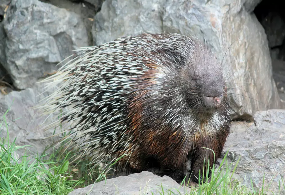 Let’s Debunk A Few Myths About Porcupine Quills and Your Beloved Pup