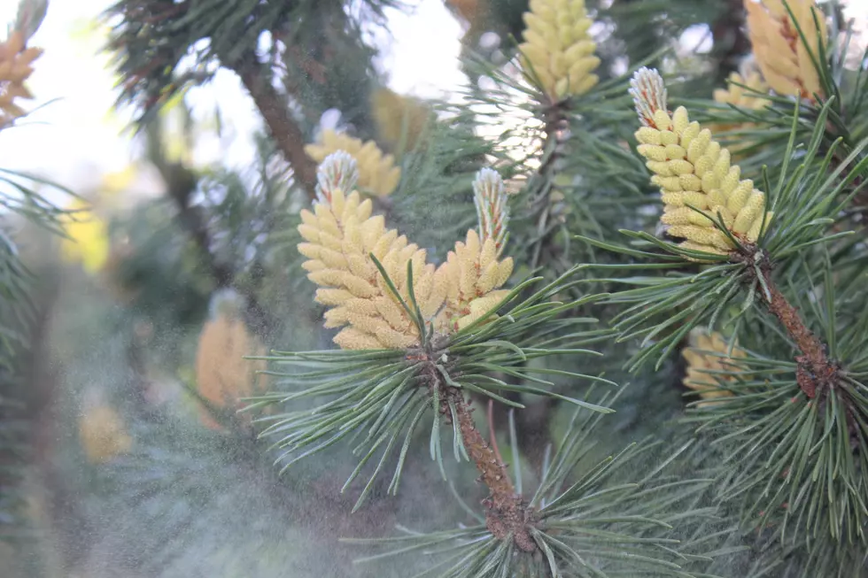 Scope This Cool Video And Learn How You Can Harvest and Eat Pine Pollen