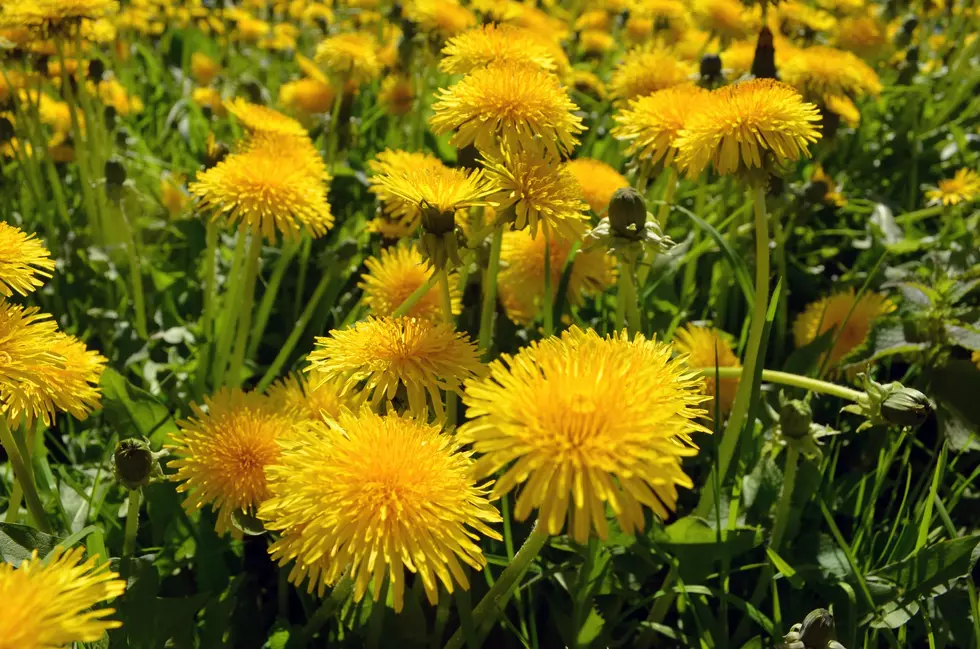 How Many 6-Headed Mutant Dandelions Are Growing In Your Yard?