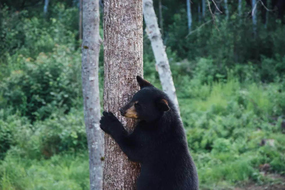 Watch A Black Bear Get A Little Too Frisky With This Mainer