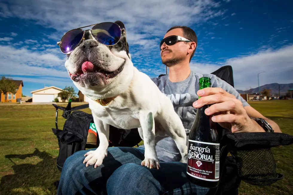 Mainers Have Some Pretty Big Feelings When It Comes To Dogs In Bars