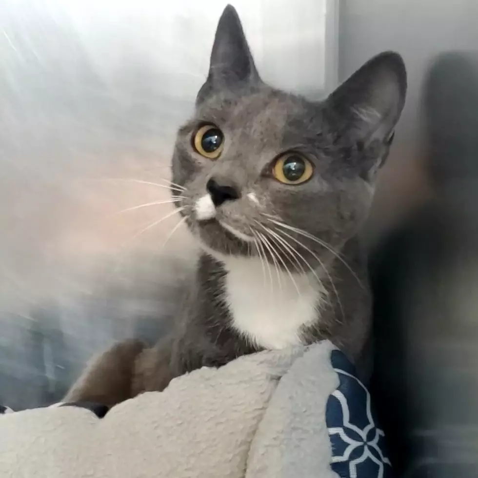 Pet of The Week: Wide Eyed Willow A Spunky Sort Of Cat