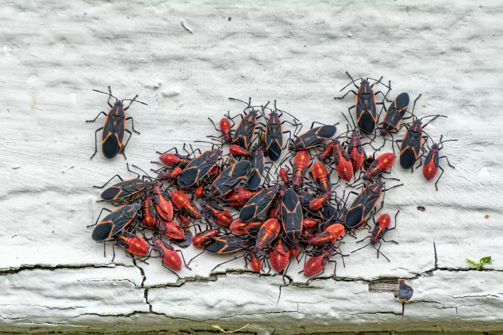 What Are These Freaky Red Bugs Crawling All Over the Outside My House?