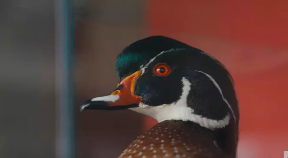 Guy Makes 'Duck Of Justice' Travel Film...And It's Pretty Epic!