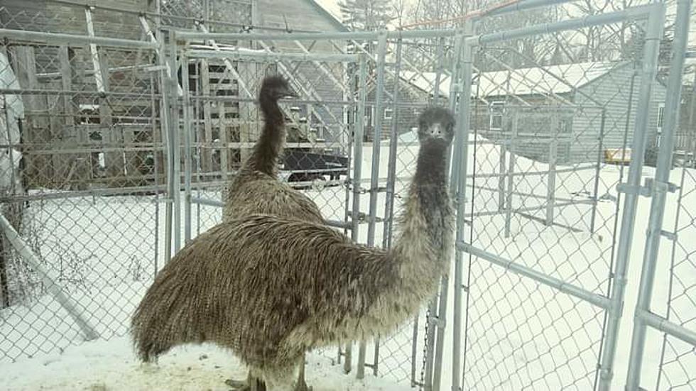 Did You Know Eddington Has Emus? Meet Clarence And Oscar