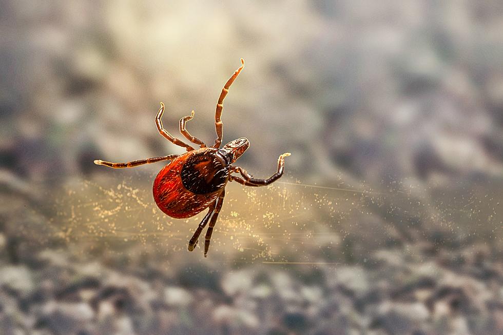 Ticks Are Showing Up Everywhere Again. Did They Ever Really Leave?