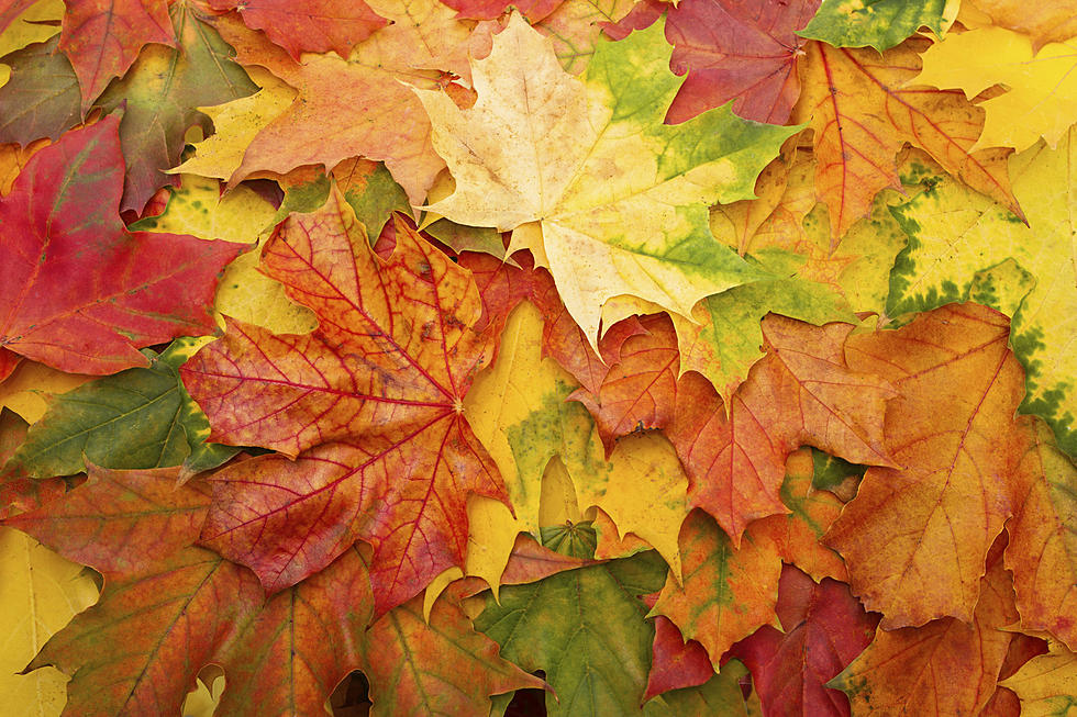 Are the Leaves Starting to Change Color in Your Maine Yard Already?