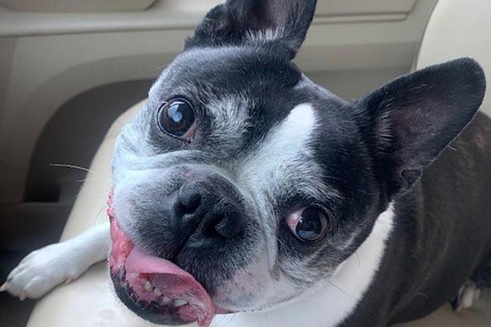 'A Special Kind of Strange': Why Boston Terriers Rock