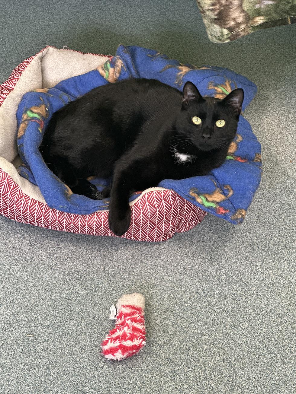 Check Out ‘Sid’ The Big Black Cat, Our SPCA Of Hancock County ‘Pet Of The Week!’