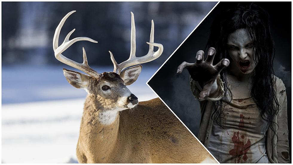 Scientists Worry a Maine Deer Disease Could Mutate and Infect Humans