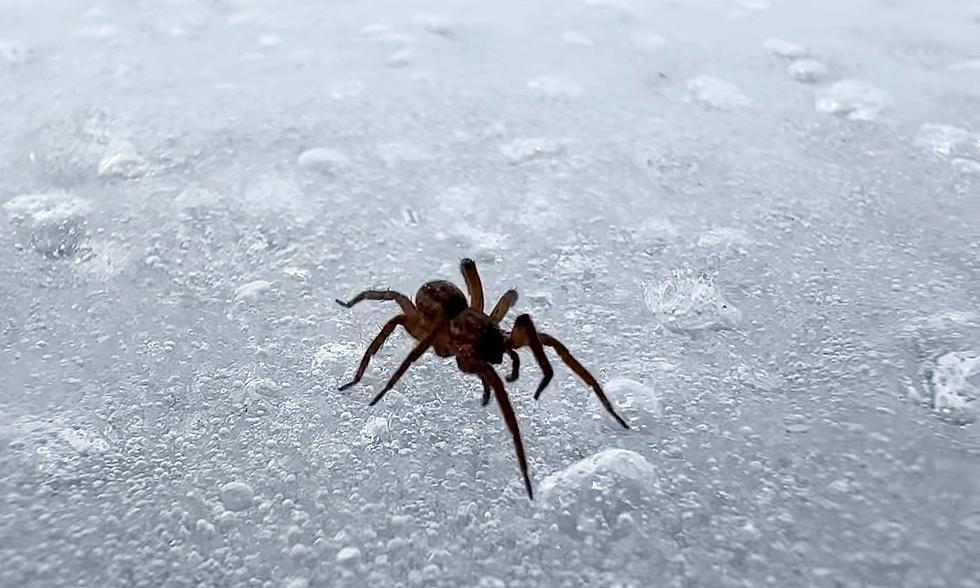 This Spider Crawling a Frozen Maine Pond is Absolutely Terrifying