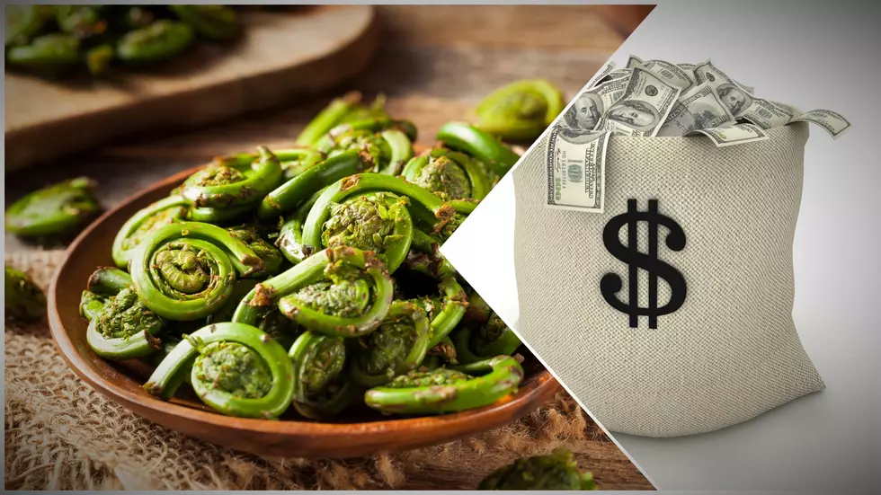 In Maine, You can Totally Make Some Big Bucks Picking Fiddleheads