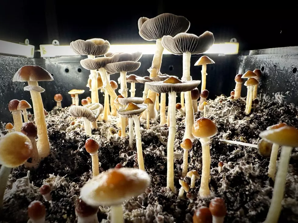 Maine is Making Progress on the Medicinal Use of Psychedelics