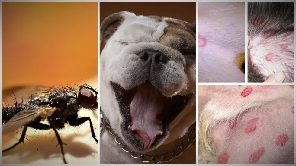 Maine Black Fly Bites on Dogs Look Super Scary, should You Worry?