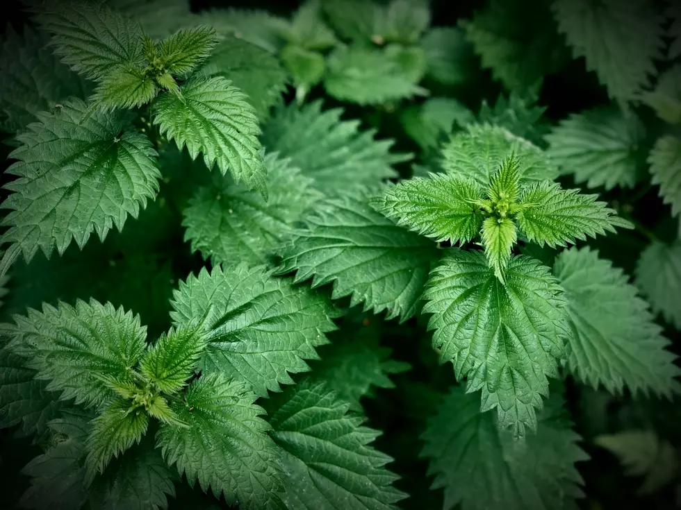 Maine Plant that Stings You in the Wild, is Actually Delicious