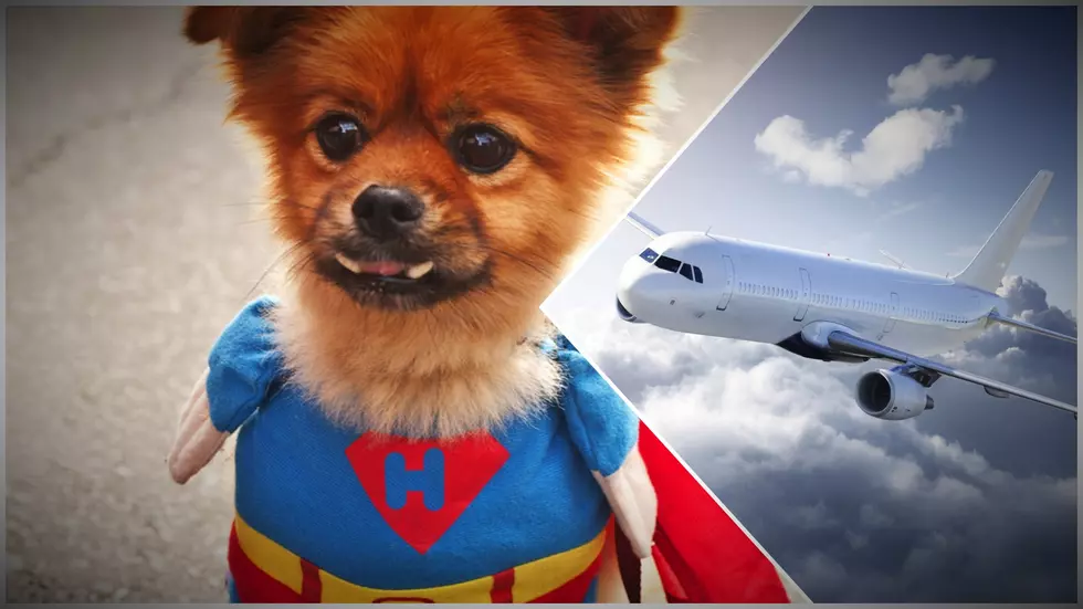 Maine Absolutely Needs This Dog-Friendly Airline to Come Here