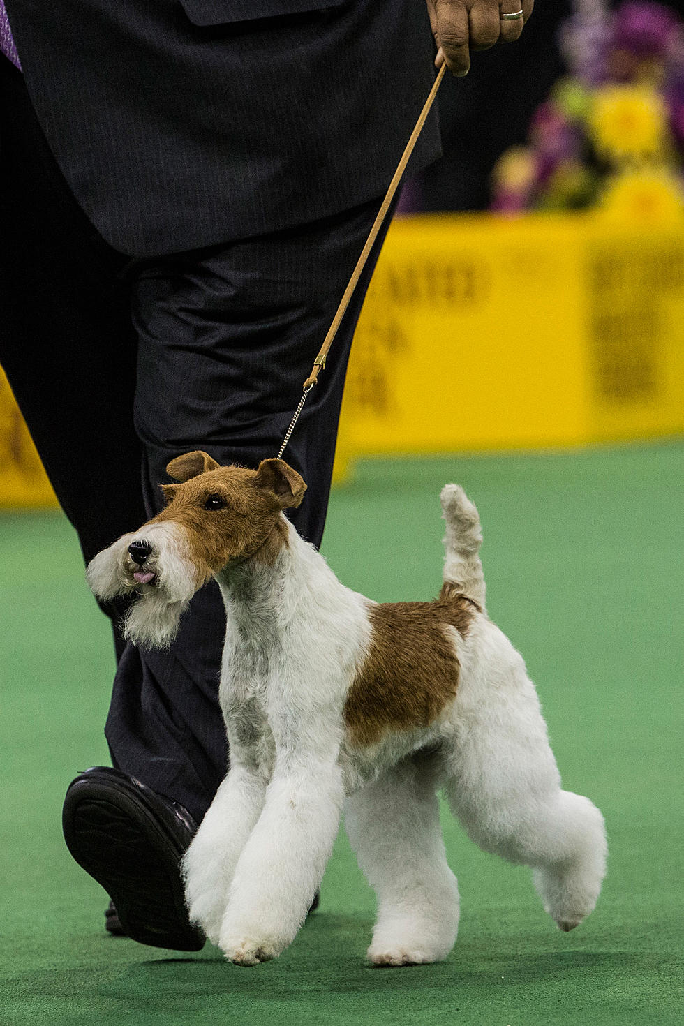 Westminster AKC Best of Show is (A Familiar) Wire Terrier! (VIDEO)