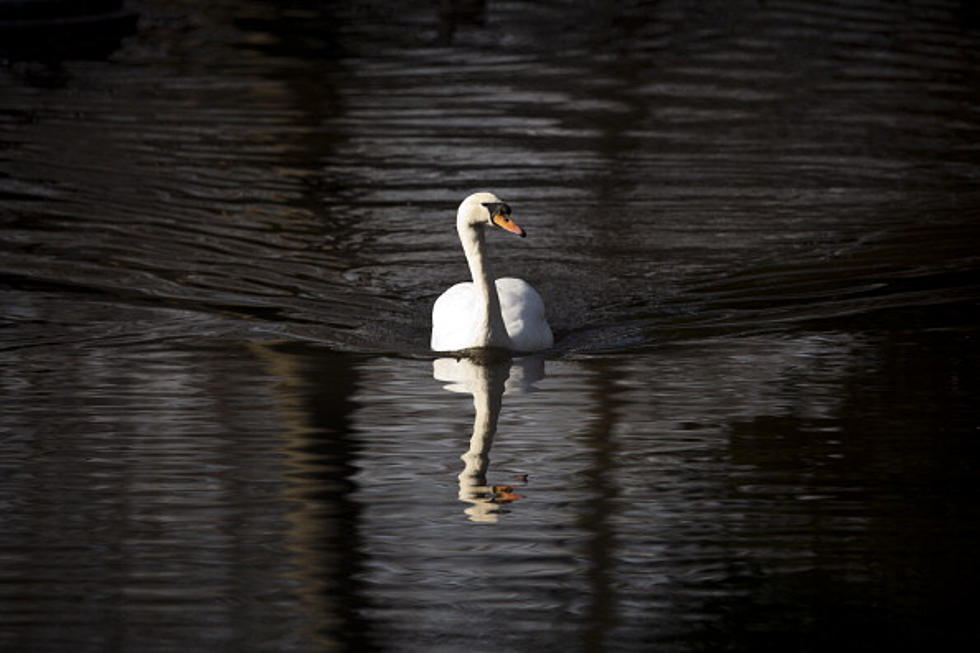 NY State Senator Fights DEC Plans to Eradicate Mute Swans