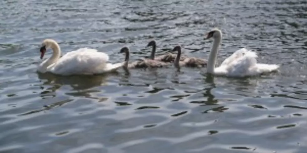 Reprieve for New York&#8217;s Mute Swans