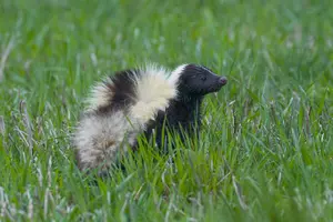 Rabid Skunk Found in Otsego County