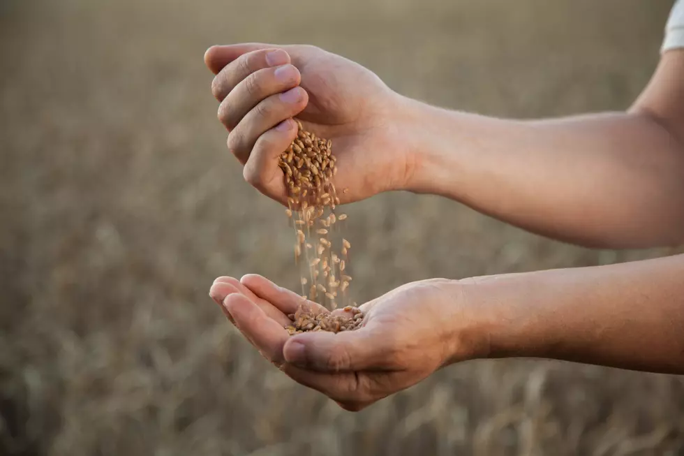 Morris Event to Focus On Grain Production From Field to Table