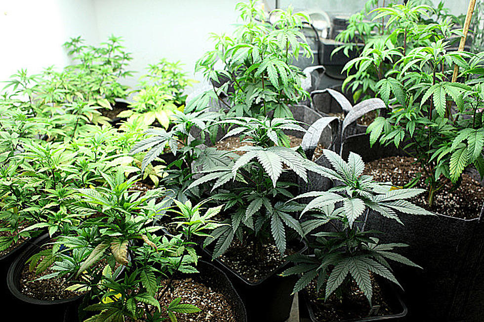 130 Pot Plants Seized in Schoharie County