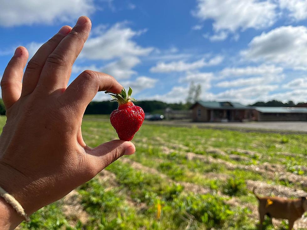 Check Out These Top Strawberry U-Pick ‘Ems in Upstate New York!