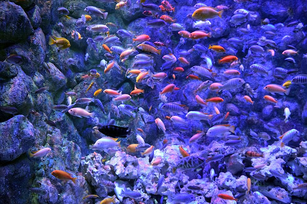 “Under The Sea” Adventures Await At 2 Upstate New York Aquariums!