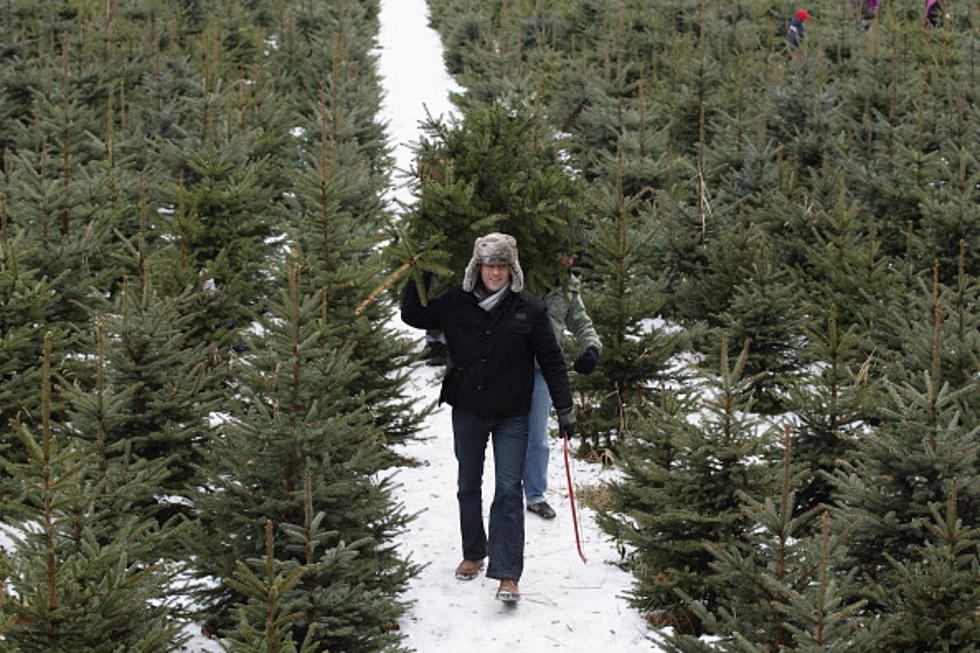 5 Places to Buy a Christmas Tree in Albany