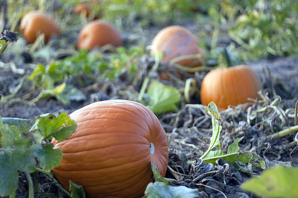 Best Places for Pumpkin Picking Around Albany