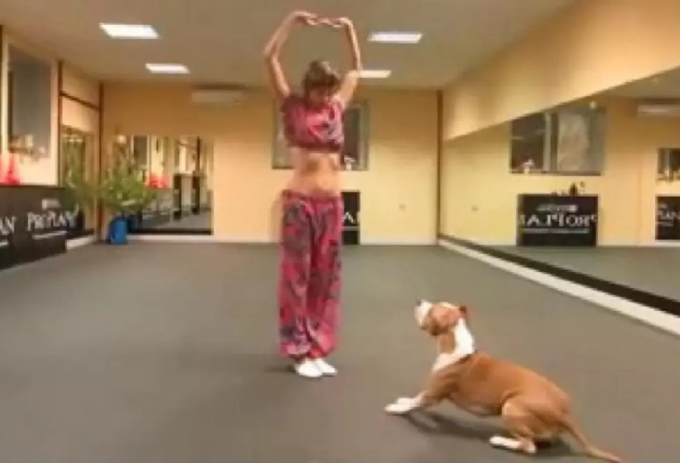 Belly Dancing With A Pitbull [VIDEO]
