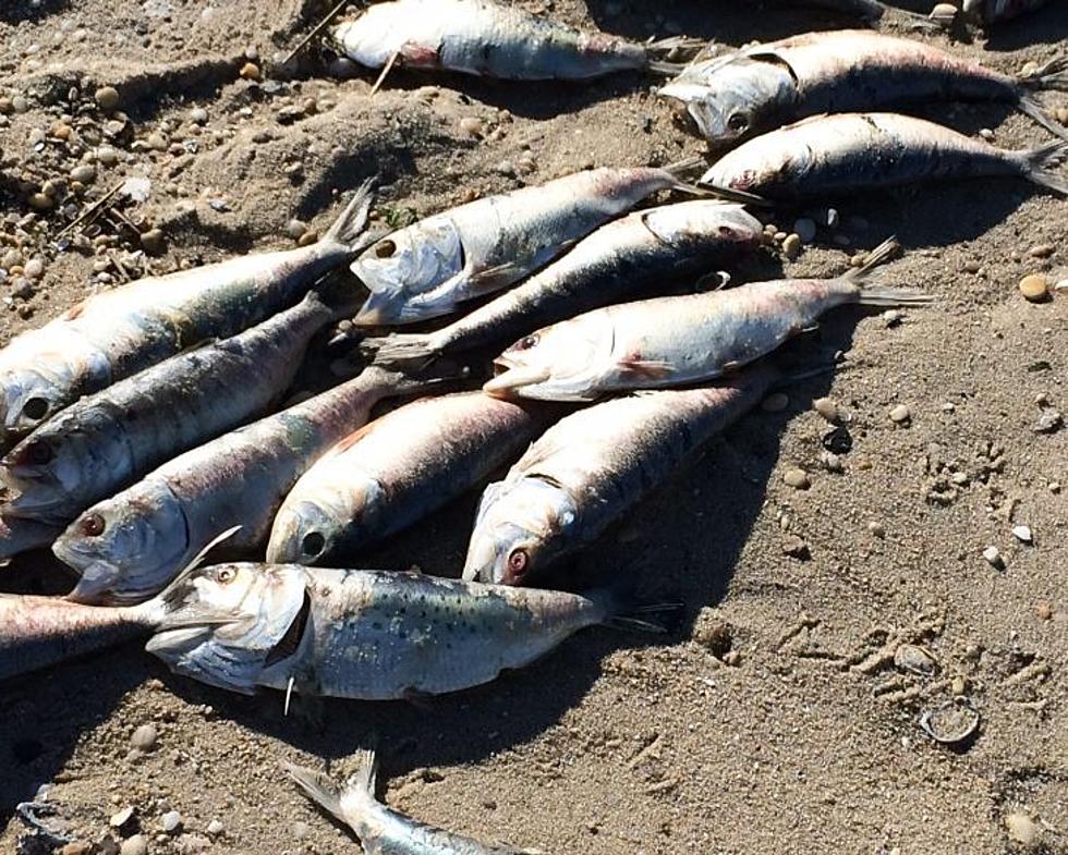 Hundreds of Dead Fish Washing Up at Cape May Point