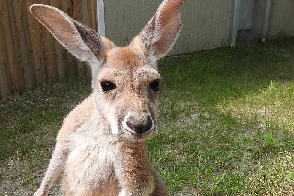 Adorable New Baby Kangaroo at Cape May Zoo