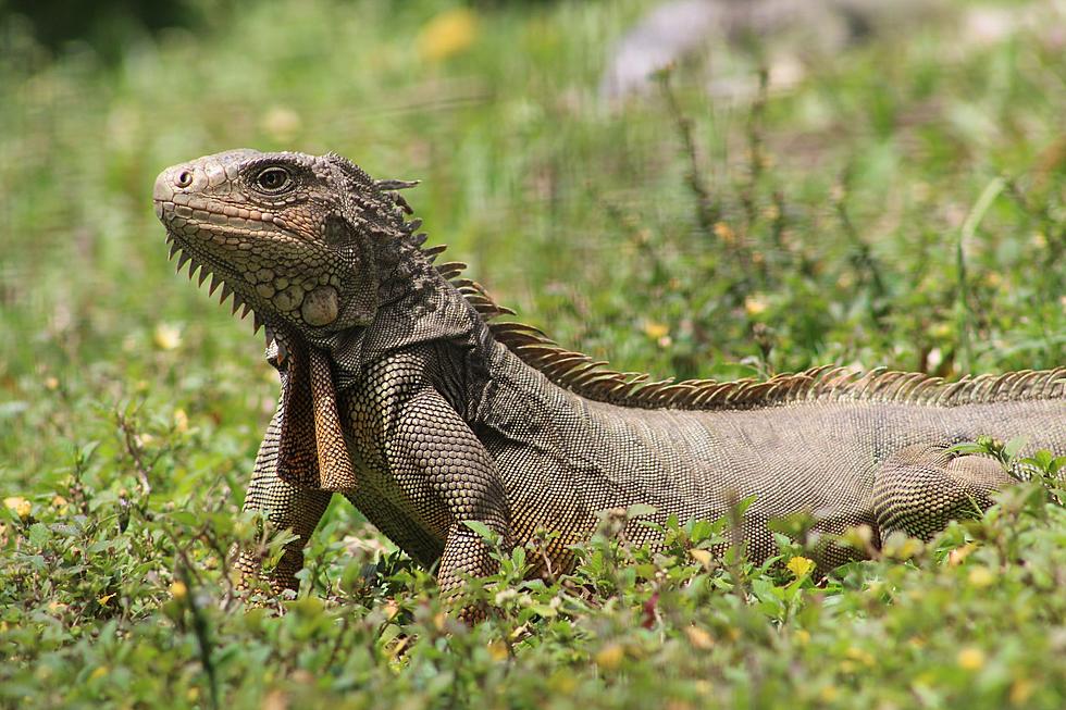NJ Man Sentenced to Home Confinement for Shipping Iguanas as “Toys”