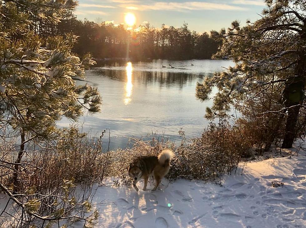 South Jersey – Here Are Your Beautiful Dogs Playing In The Snow