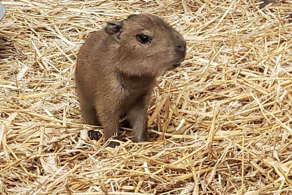 Adorable Capybara Pups Born at Cape May County Zoo