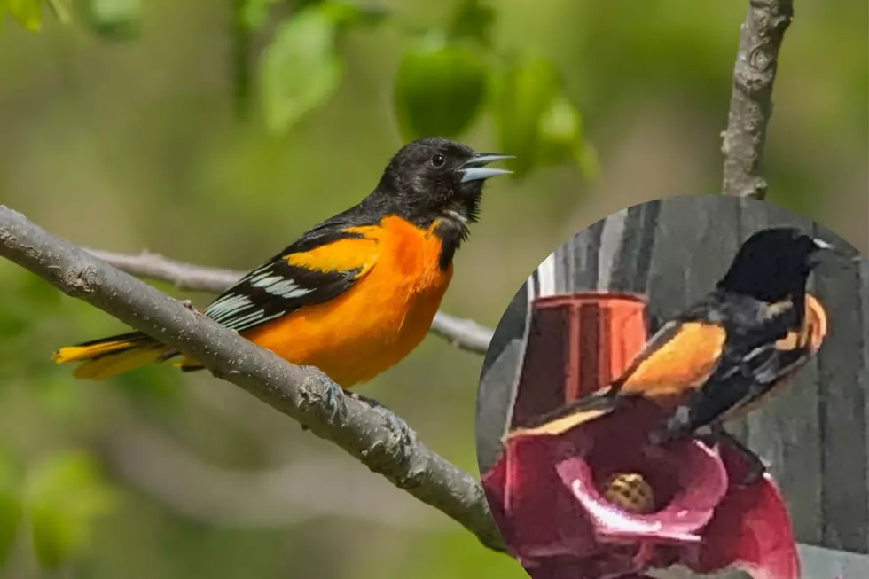 Baltimore Oriole Spotted In Egg Harbor Township, NJ