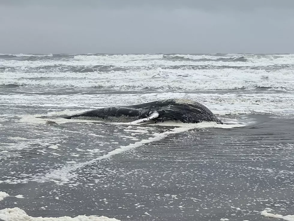 Whale Washes Ashore in Atlantic City