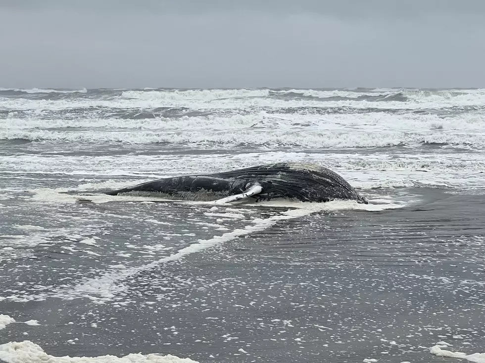 Dead Whale Spotted 12 Miles Off Brigantine