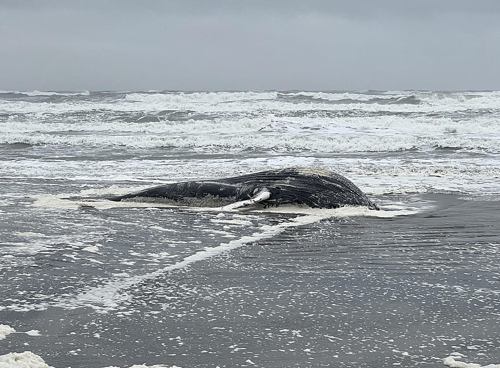 Another Dead Whale Washes Up – This Time In Ocean City, N.J.