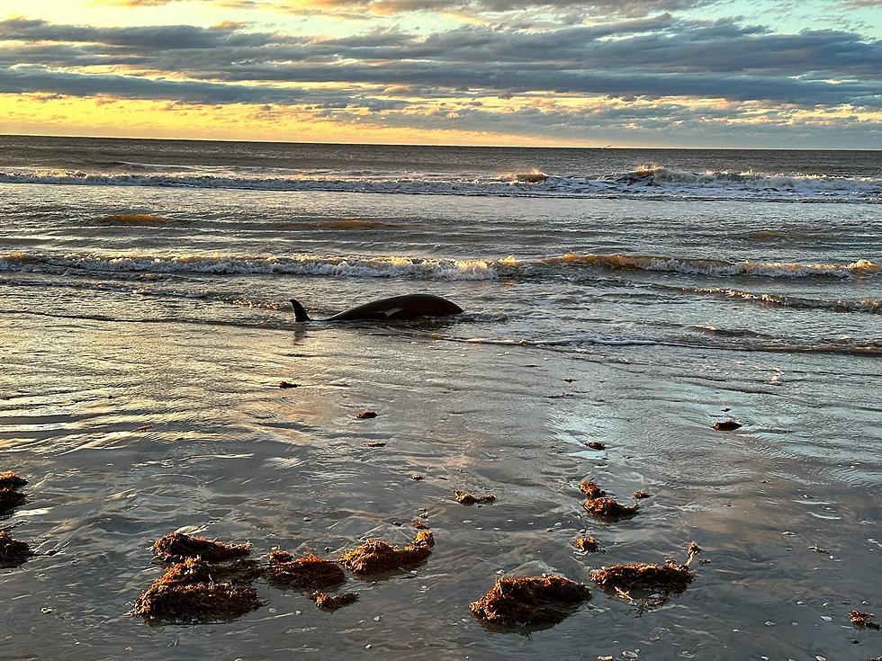 Another Dolphin Has Washed Ashore in Atlantic City, New Jersey