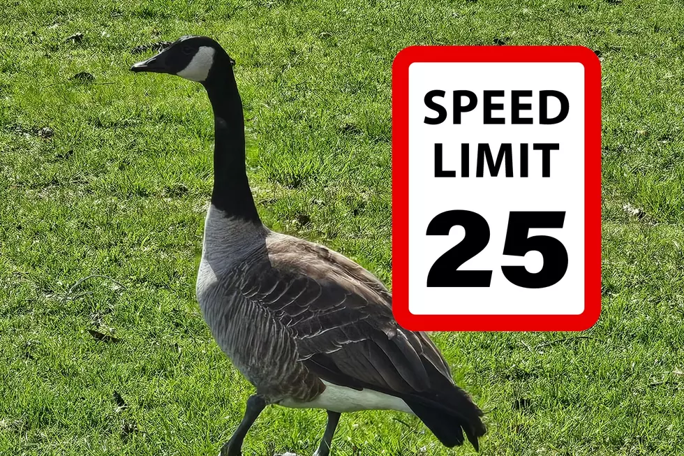 Goose ‘suffered’ after hit by speeding driver near animal rescue in Mays Landing, NJ