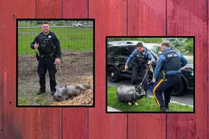 Pigs on the run in 2 NJ towns — Cops capture 200-pound porker