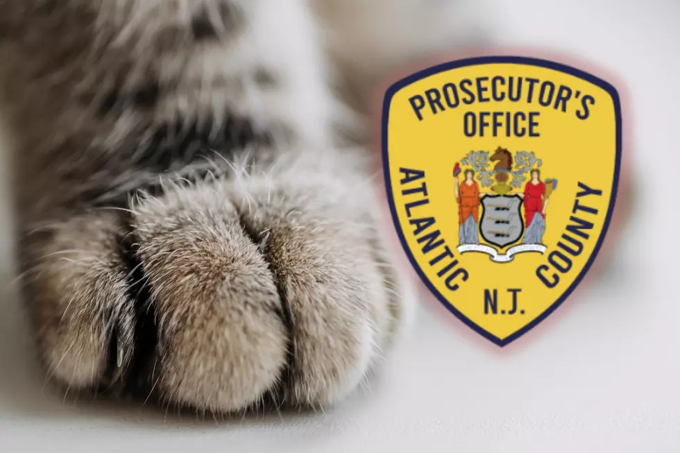 Atlantic City, NJ, Man ‘Tortured, beat, and killed’ Stray Cats: Prosecutor