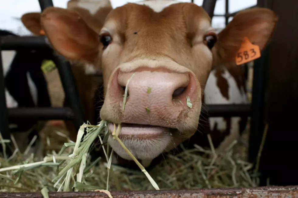Bob Duchesne’s Wild Maine: Turning Cow Manure Into Electricity [AUDIO]