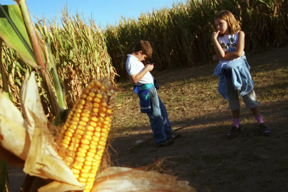 Bob Duchesne’s Wild Maine: Corn Maze Craze! [AUDIO]