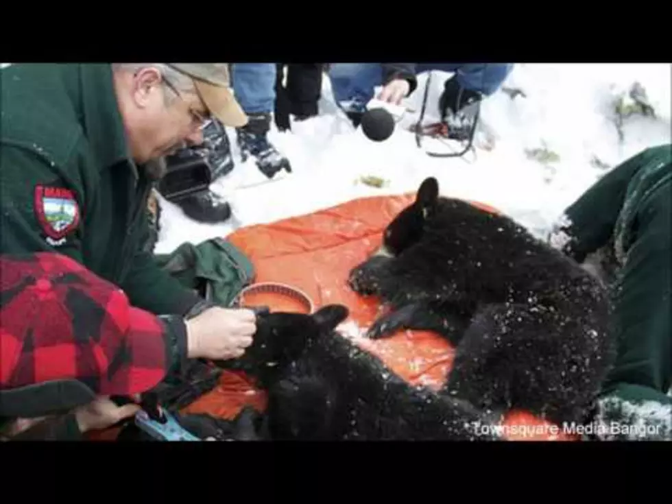 Bob Duchesne’s Wild Maine: Checking In With Downeast Black Bears [AUDIO]